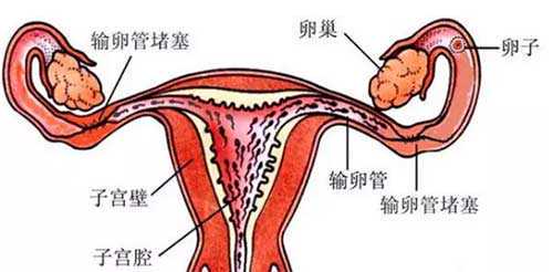 上海代怀医院价格,上海瑞金医院试管婴儿攻略:除了费用你得还知道什么?
